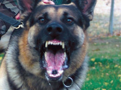 Asesoría Gratuita con los Mejores Abogados Cercas de Mí de Lesiones por Mordidas de Perro o Mascotas en Covina California