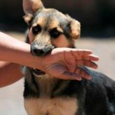 El Mejor Bufete Jurídico de Abogados en Español Especializados en Lesiones por Mordidas de Perro o Mascotas en Covina California